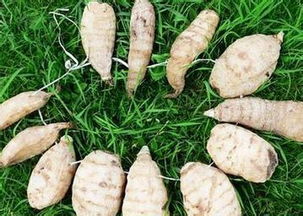 科農9號天麻輕松創(chuàng)業(yè)無憂的好項目