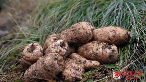 藏 糧 于地 厚積薄發(fā)的昭通產業(yè)