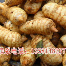 宜昌戈廠天麻專業(yè)合作社