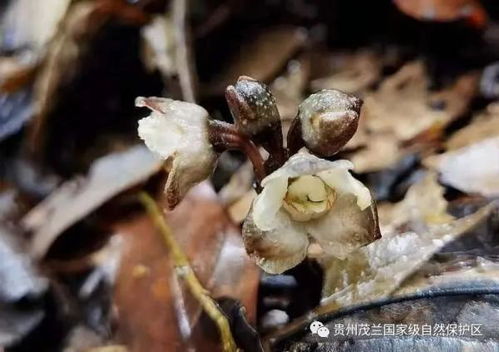 首次 貴州國家級自然保護區發現蘭科天麻屬植物叉脊天麻