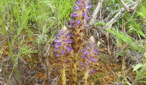 這植物,開花不長葉,神似天麻,價值比天麻大,遇見是你福氣 網(wǎng)易訂閱