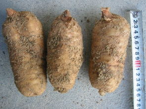 徐洪熊教大家種植天麻，發(fā)家致富之路