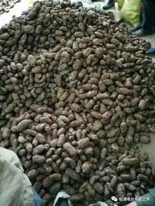 彝鄉(xiāng)寶藏 天麻之外，還有這些生態(tài)饋贈(zèng)值得品味