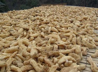 古代釀中珍品，天麻 無(wú)根無(wú)葉高兩米，曬干一斤三百元